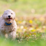 Dog Poop Pickup in Davisburg Michigan