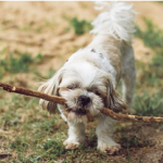 Dog Poop Pickup in Davisburg Michigan