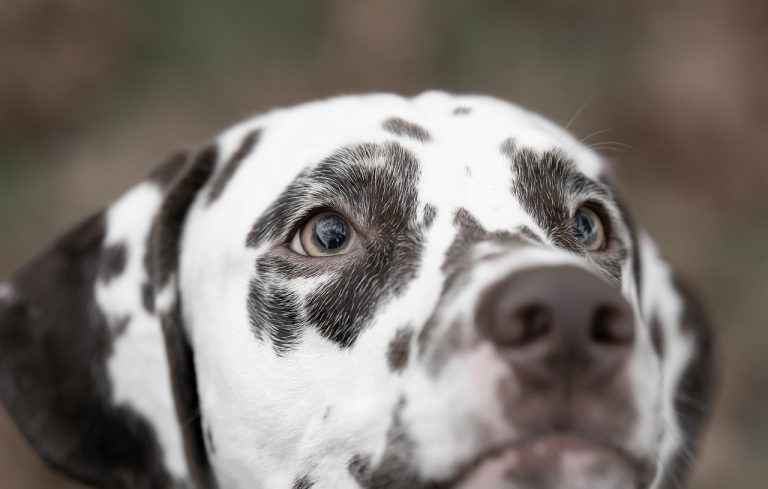 Dog Poop Pickup in Davisburg Michigan