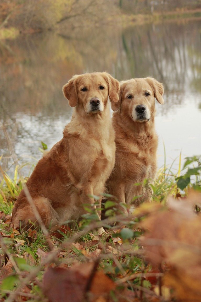 Dog Poop Pickup in Davisburg Michigan